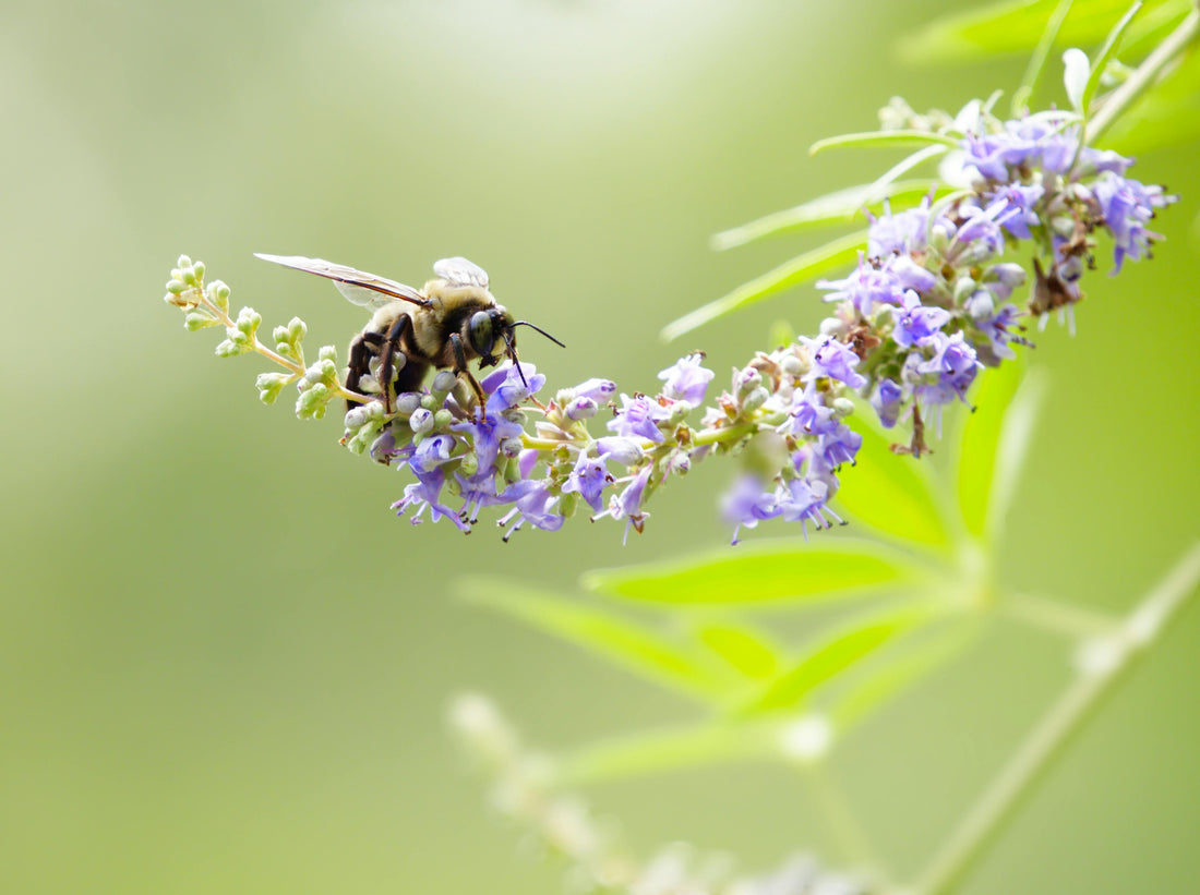 gattilier plantes qui aide la fertilité et le cycle